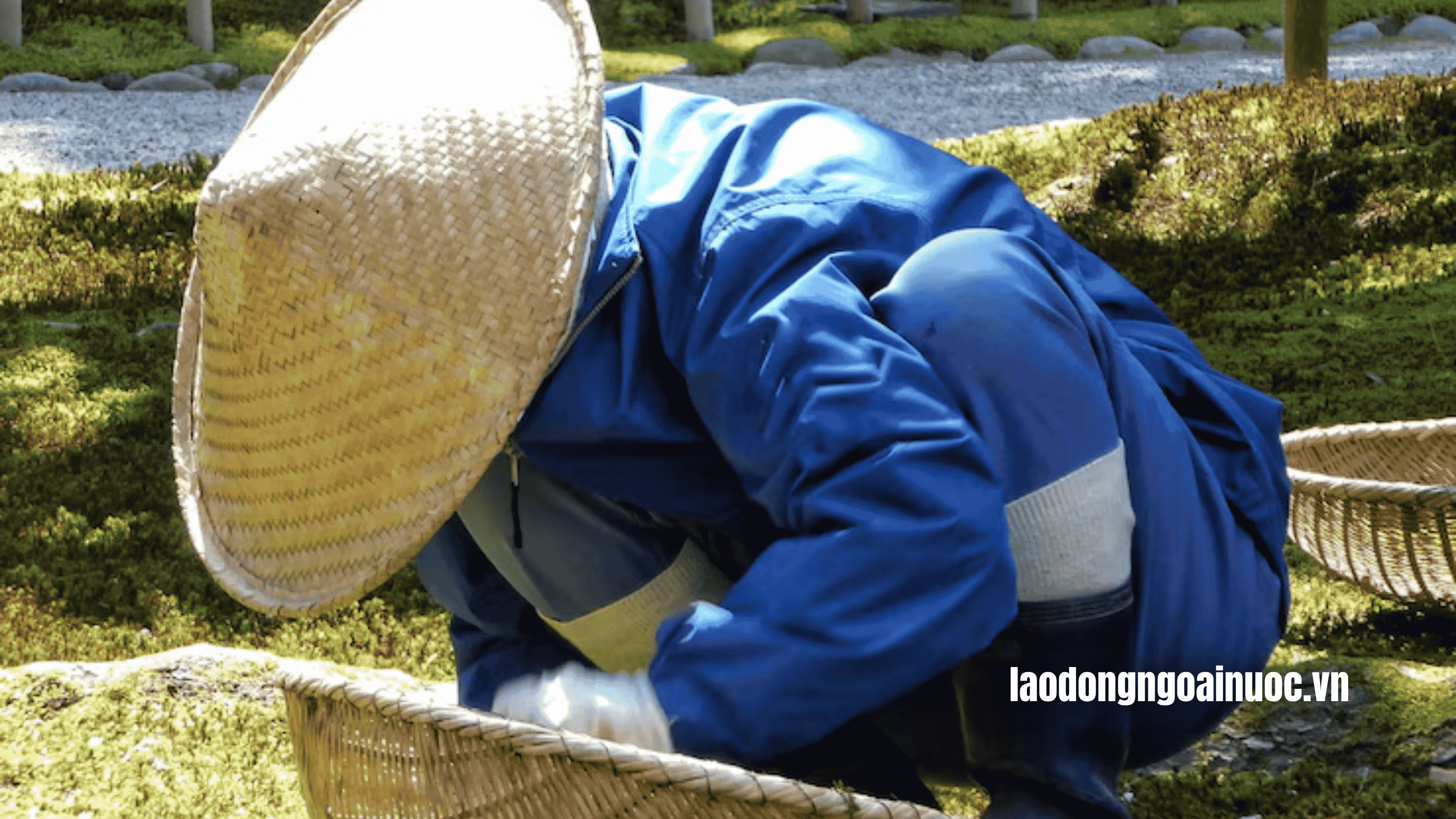 FAQs Những câu hỏi liên quan đến thực tập sinh nông nghiệp tại Nhật