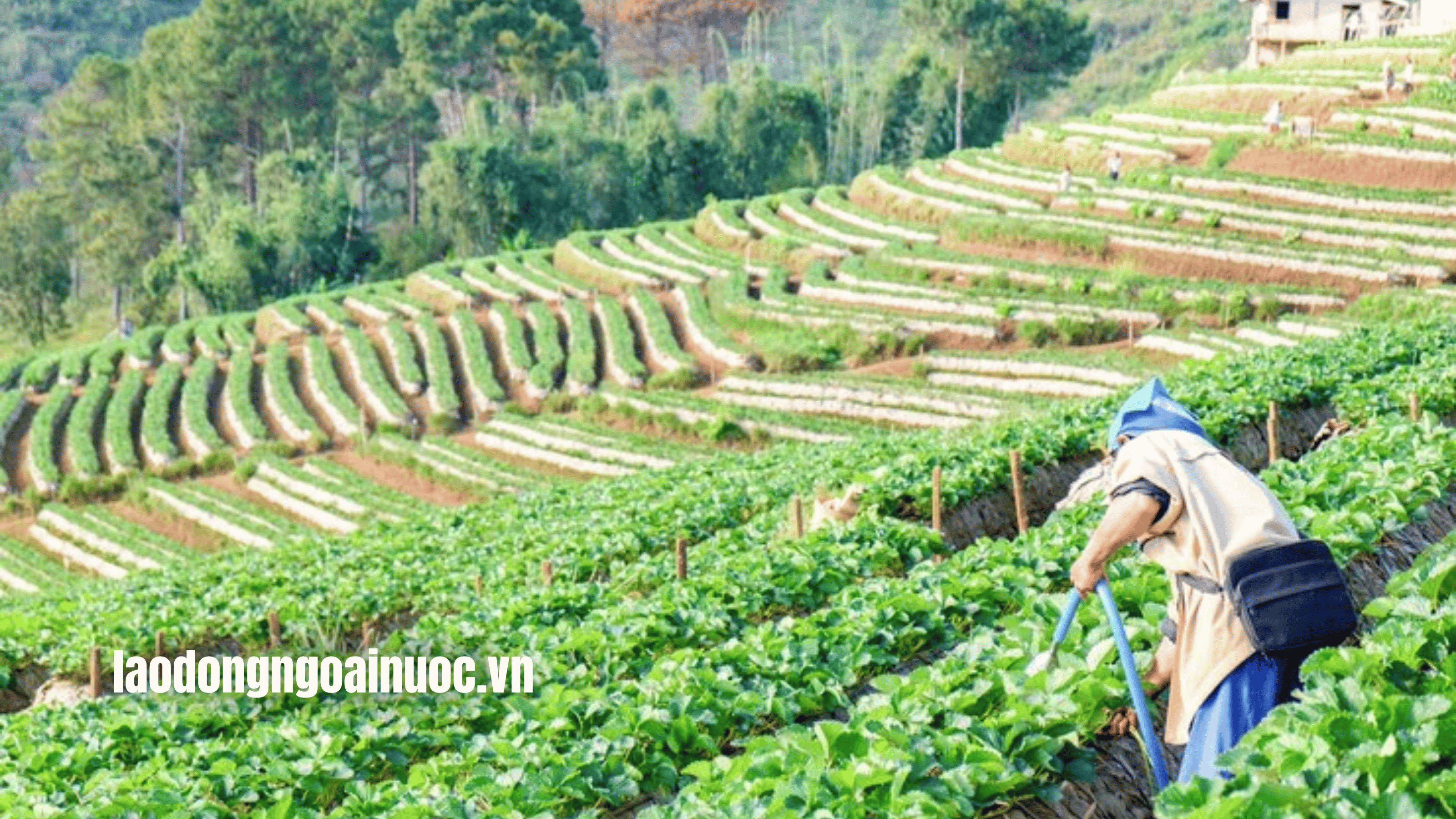 Tổng quan về nghề kỹ sư nông nghiệp tại Nhật Bản